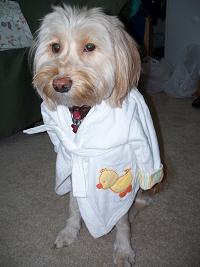 Dog Bathrobe