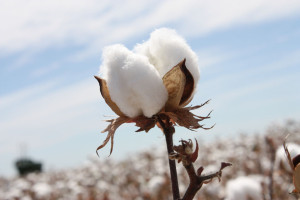 The Disappearance of Cotton from US Wardrobes