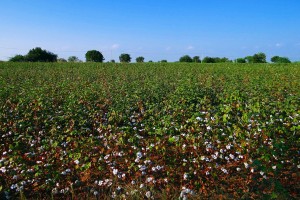 Indian Cotton Production
